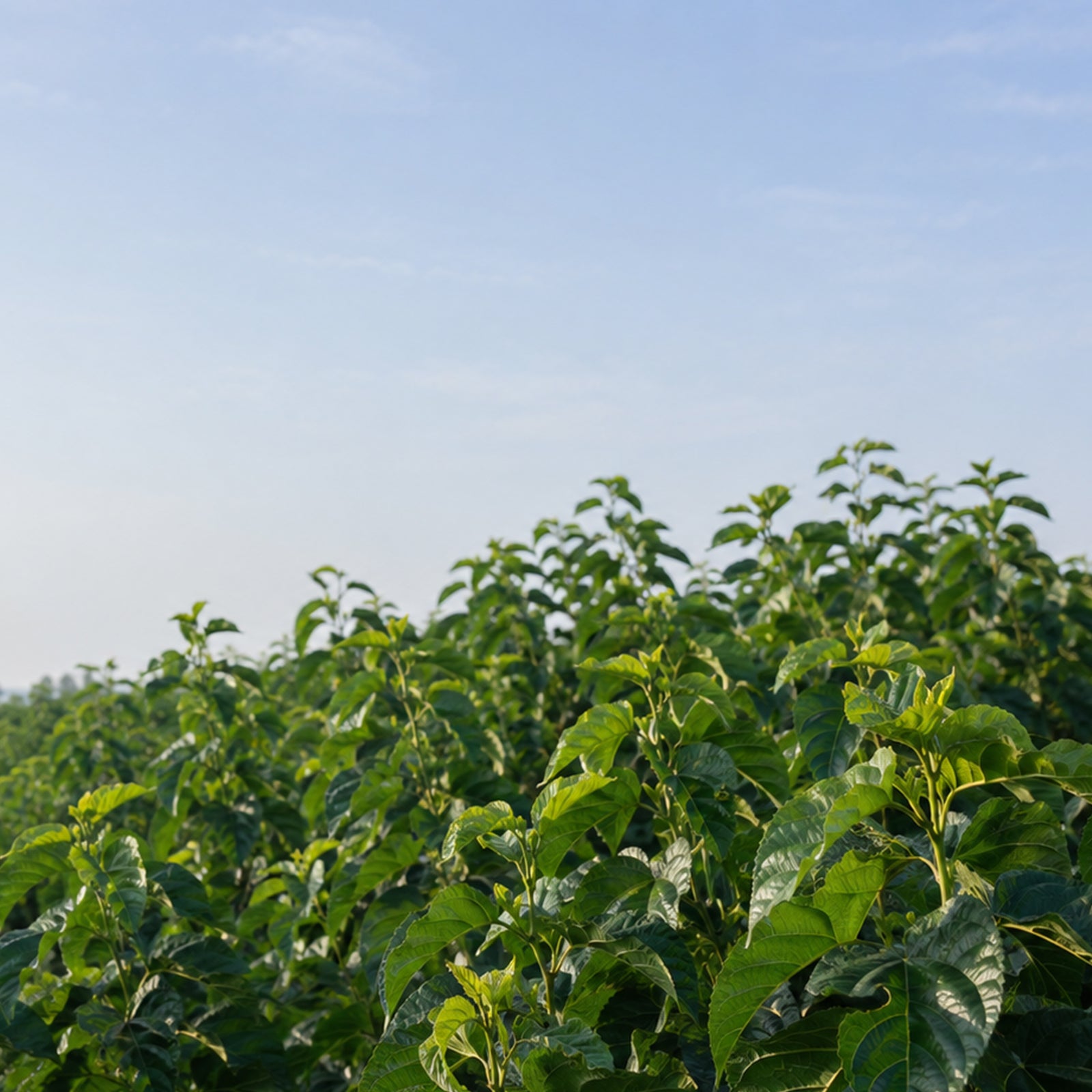 🌿 Fermes de mûriers bio – Nord 30°
